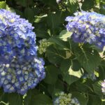紫陽花・あじさい
